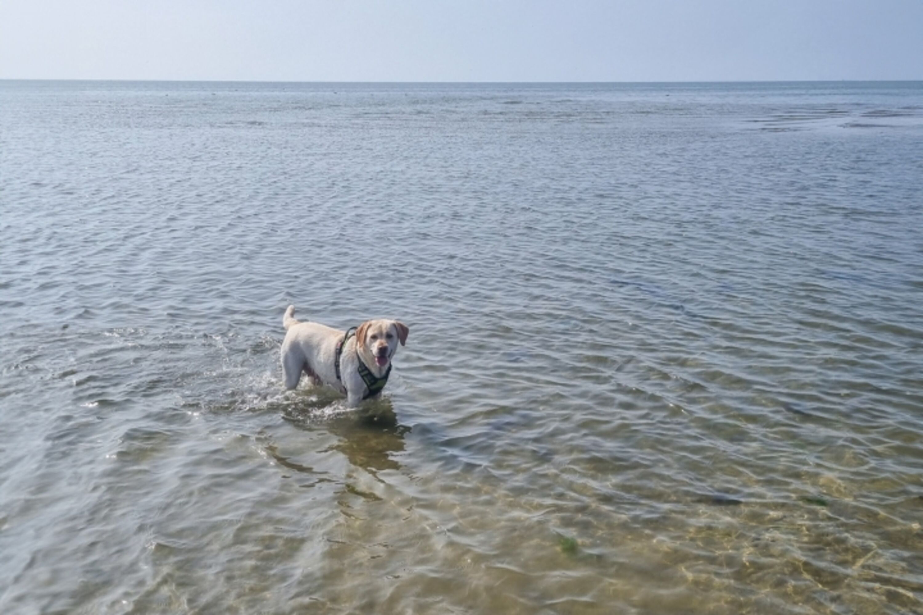 Die Nordsee ist von der Unterkunft nicht weit entfernt