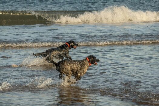 Auch Ihr Hund freut sich auf den Urlaub!