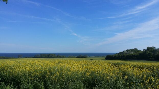 Natur pur  Blick auf die Ostsee
