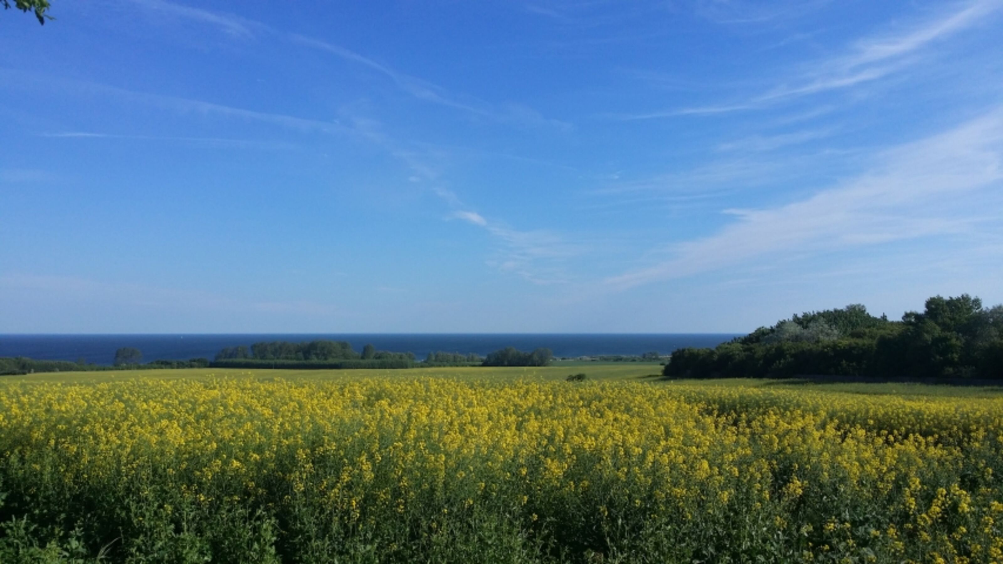 Natur pur Blick auf die Ostsee