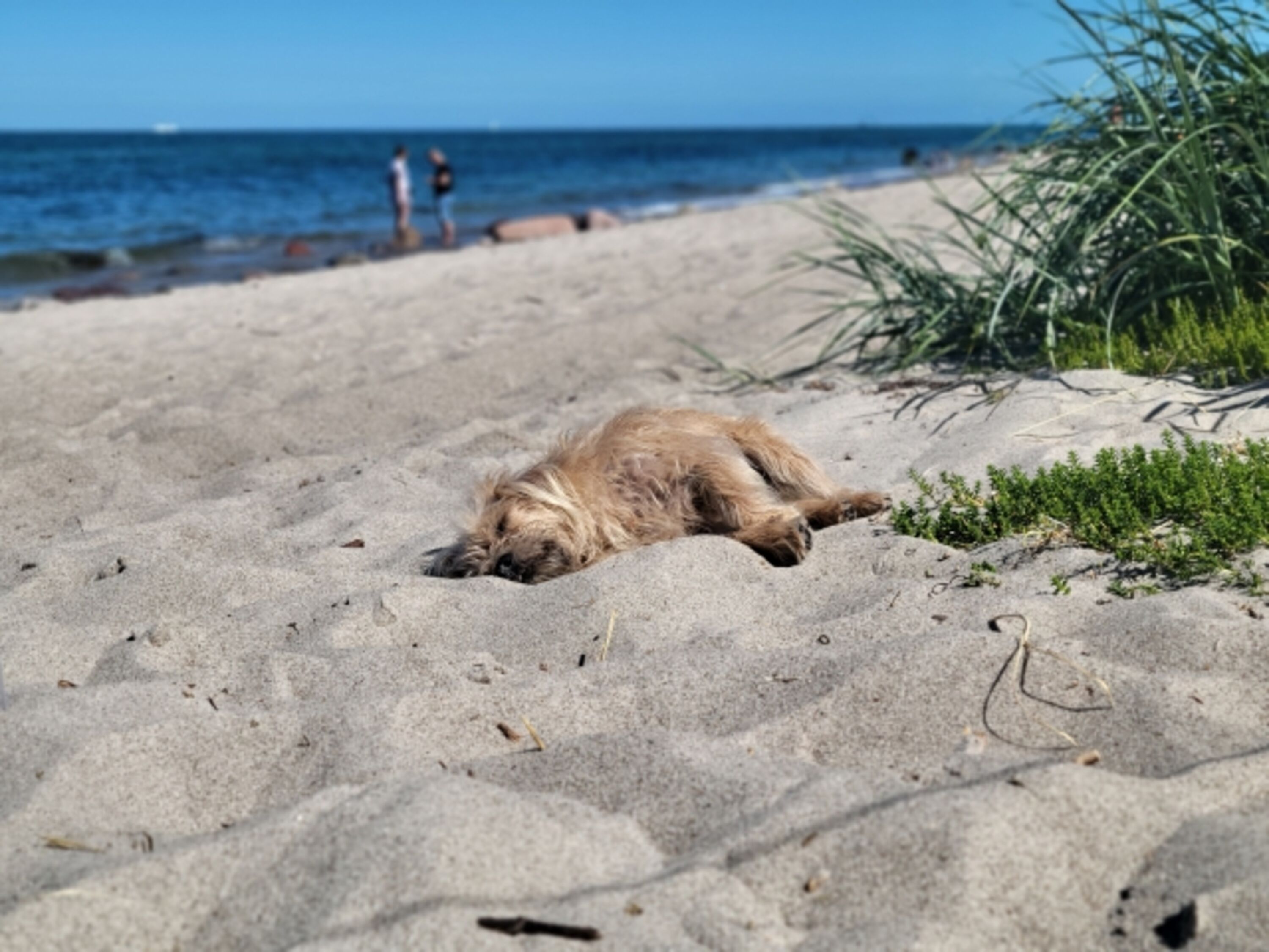 in Rerik gibt es 2 Hundestrände am Ostseestrand die zu Fuß vom FH erreichbar sind 