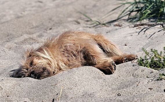 schlafen am Hundestrand von Lenz 