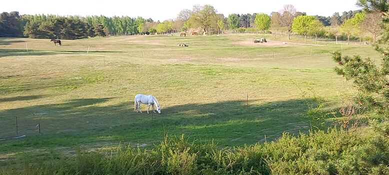 Blick aus dem OG des  FH auf die Pferdekoppel 