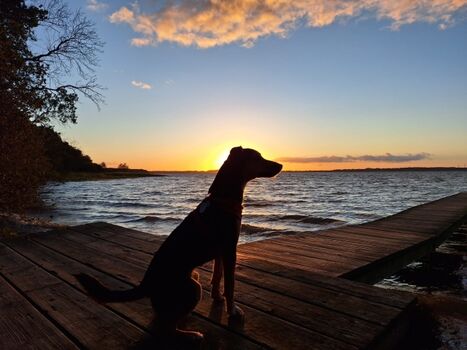 Hunde lieben auch tolle Sonnenuntergänge 
