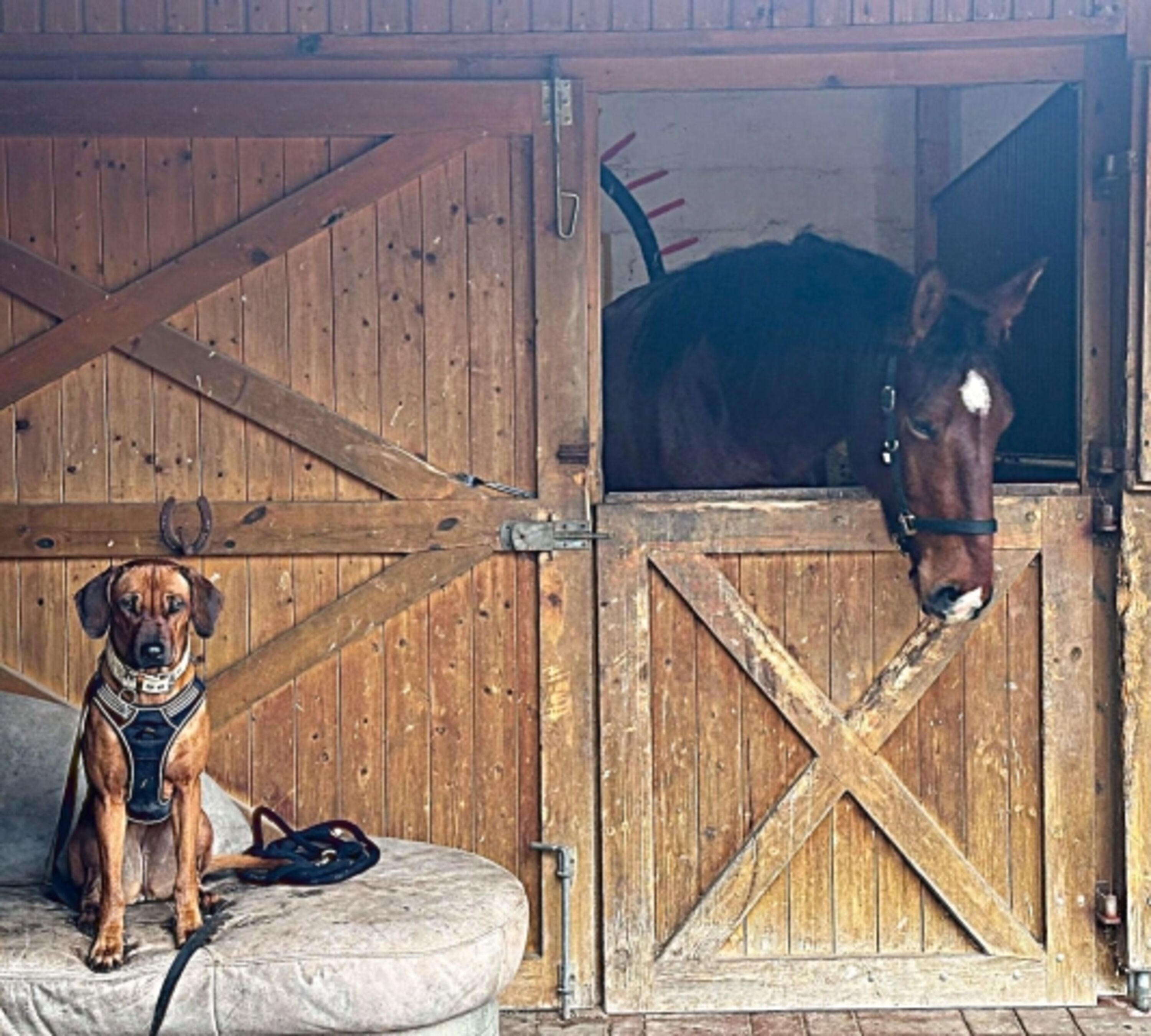 Pferdehof Pagel vor der Tür, Reiten, Urlaub mit Pferd möglich 