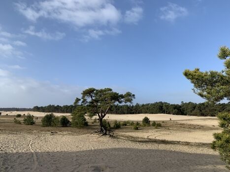 Dünen Heide 