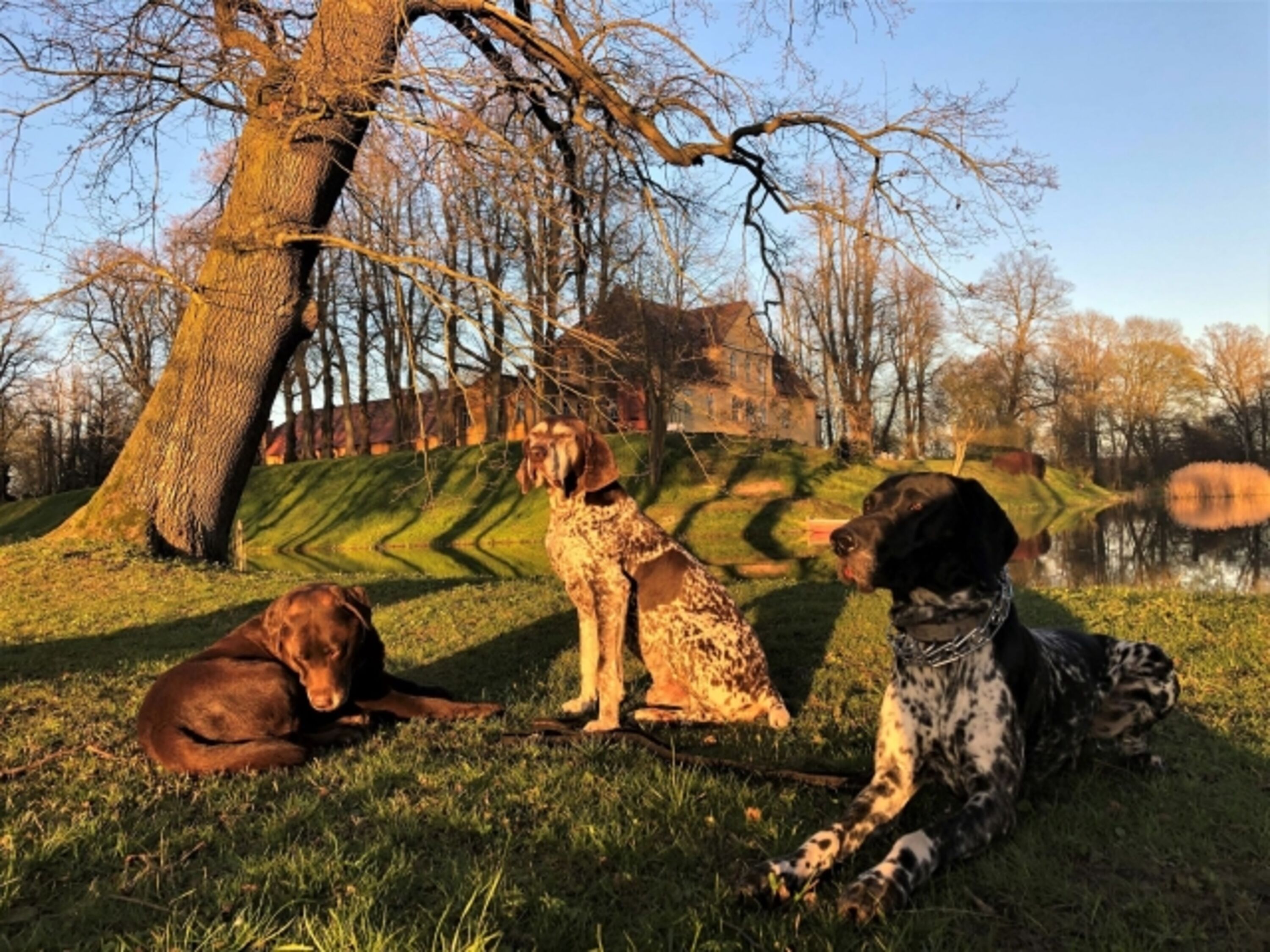 Unsere_Hunde