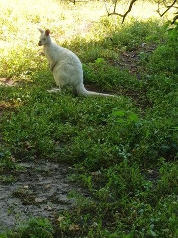 Streichelzoo nähe Hage