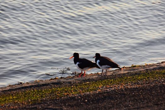 Austernfischer am Ufer