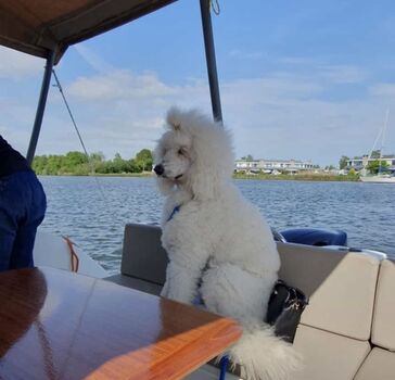 Hund mit aufs B oot