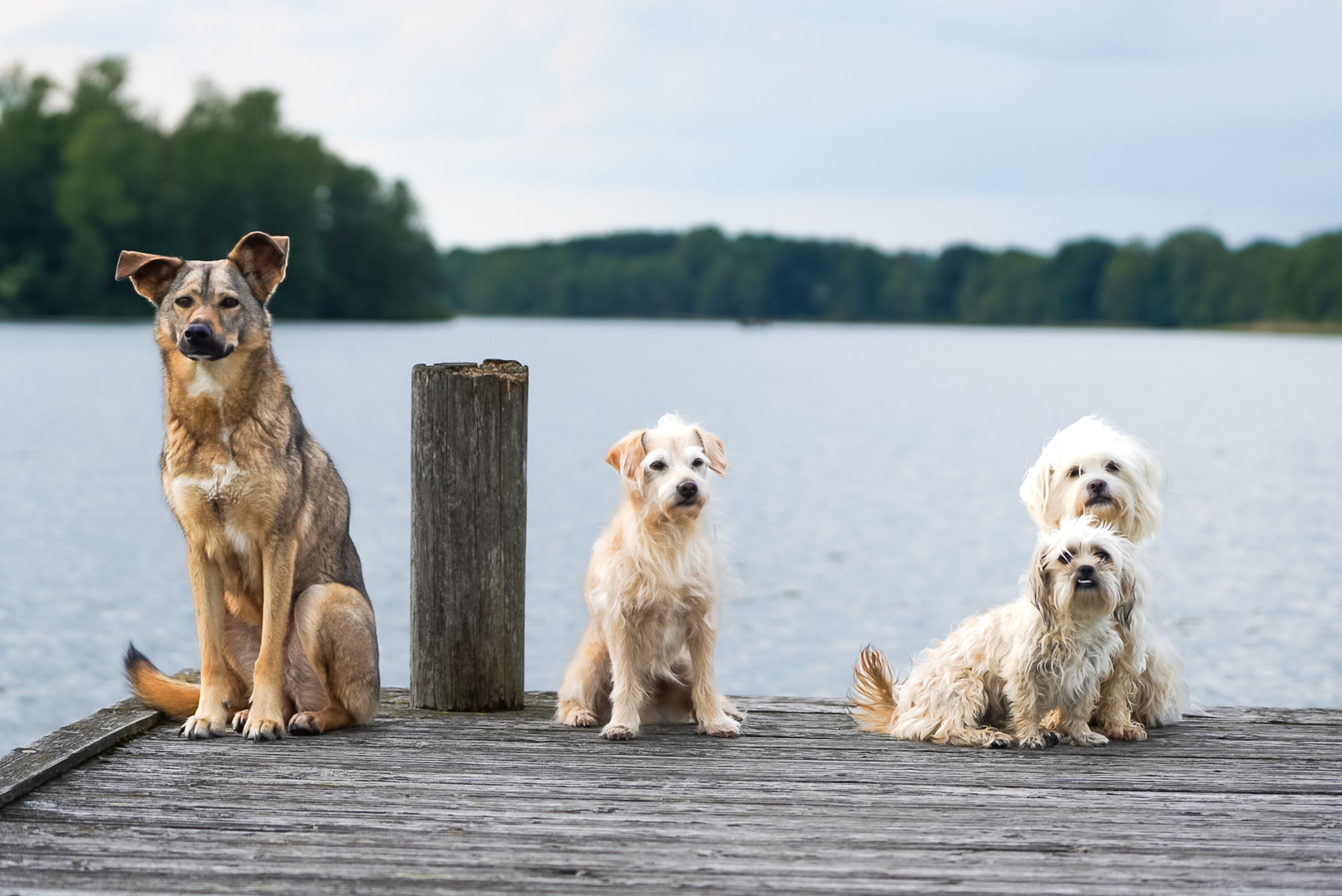Hundeparadies am Wasser