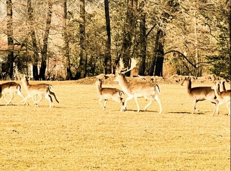 Hirschgehege angrenzend am Grundstück