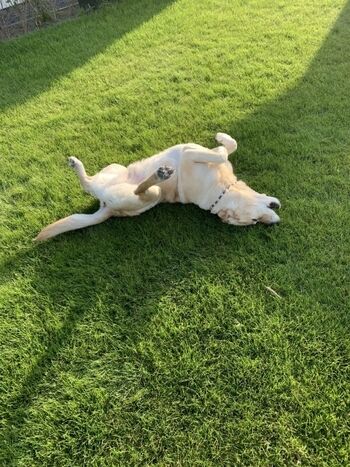 Im Garten fühlen sich unsere Vierbeinige Gäste wohl
