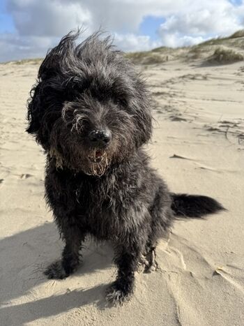 Unsere Milly liebt es am breiten Strand zu laufen 