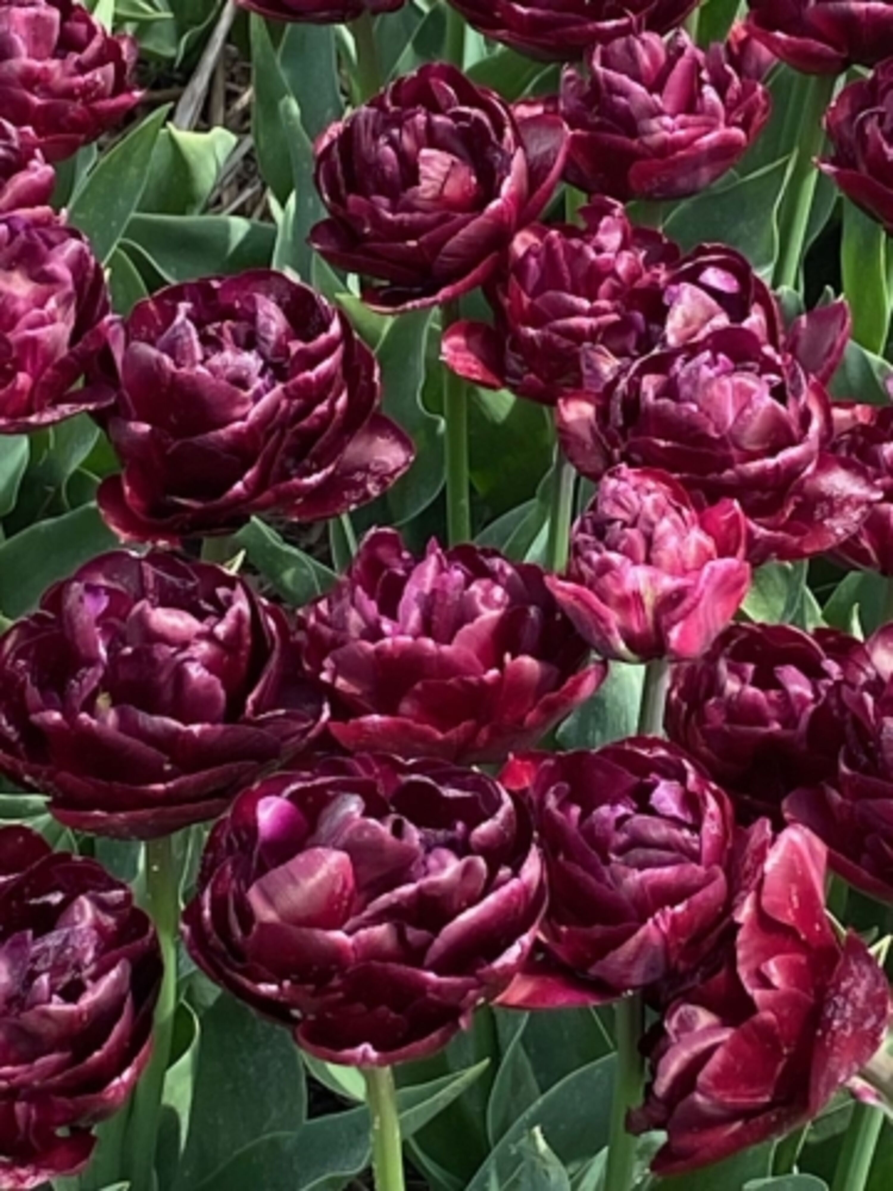 Tulpenblüte