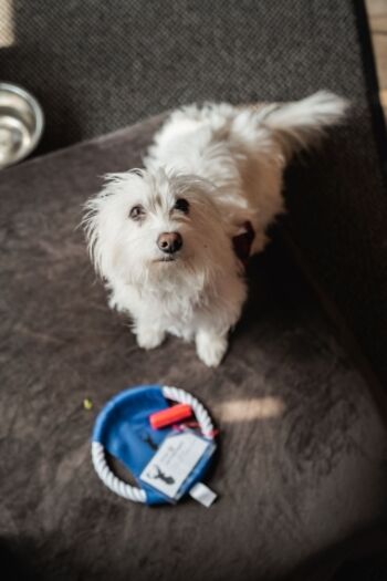 Hunde mehr als Willkommen