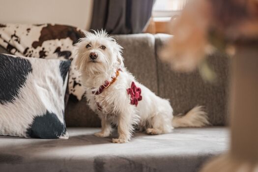 Hunde mehr als Willkommen