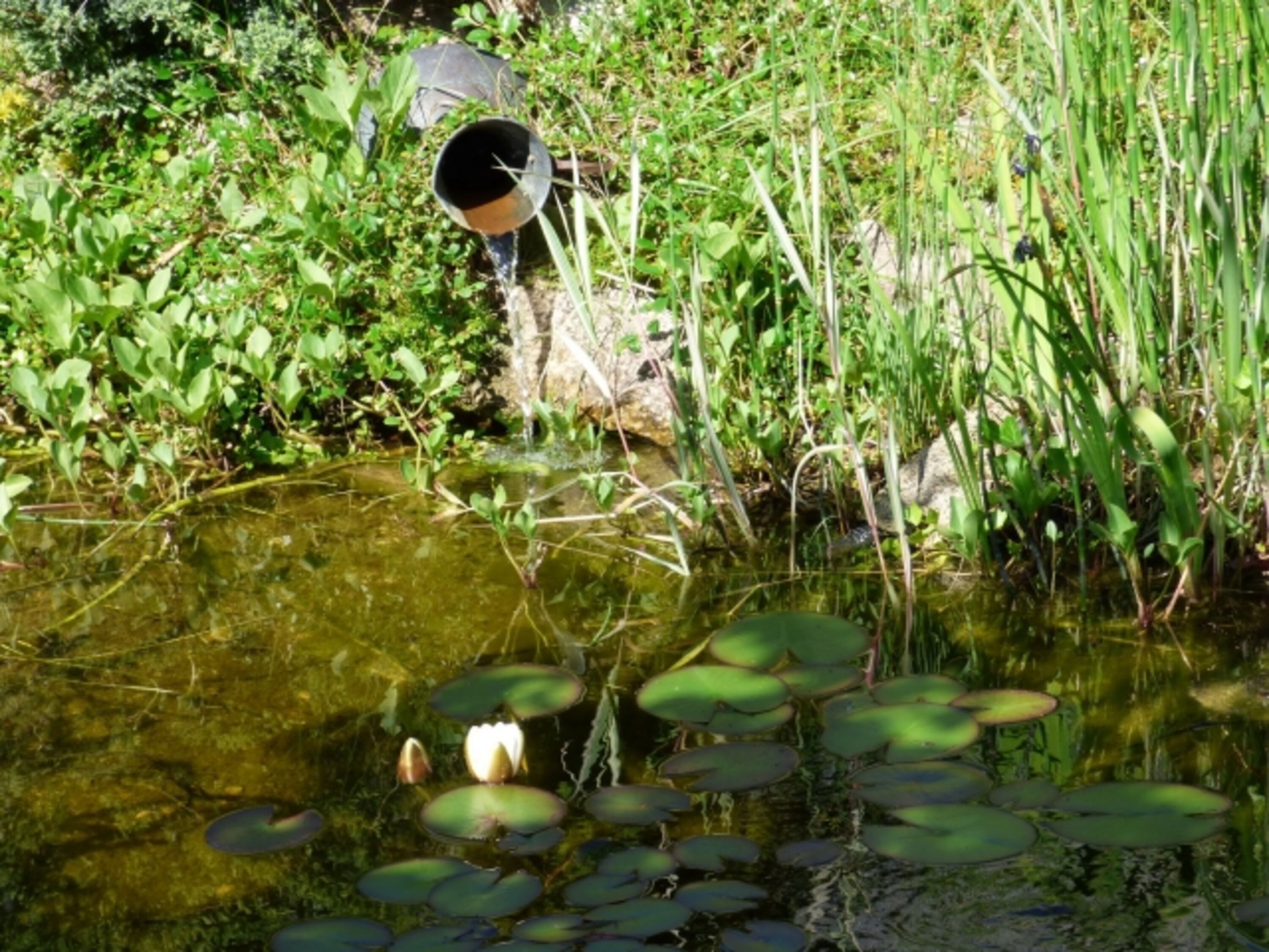 Teich
