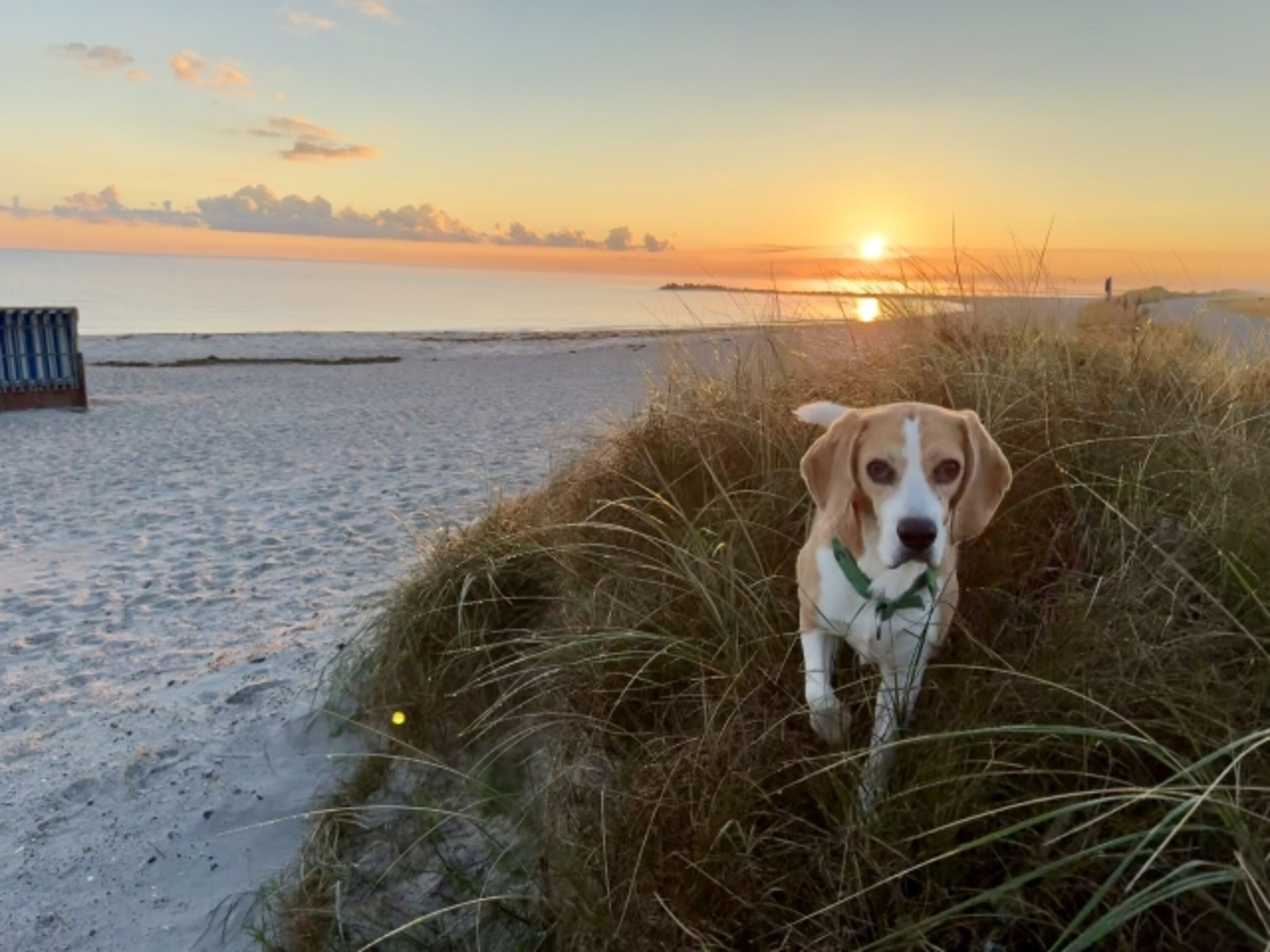 Der Hundestrand bei Sonnenaufgang