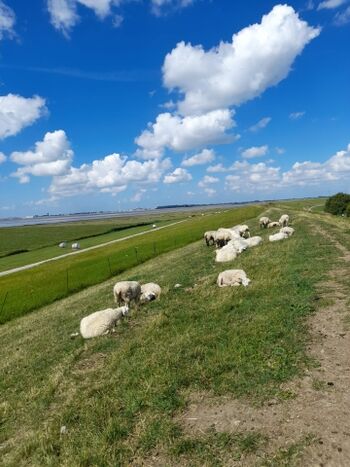Schafe am Deich
