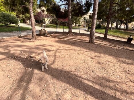 Unser Hund Otto im Hundespielplatz am Camp de Marte