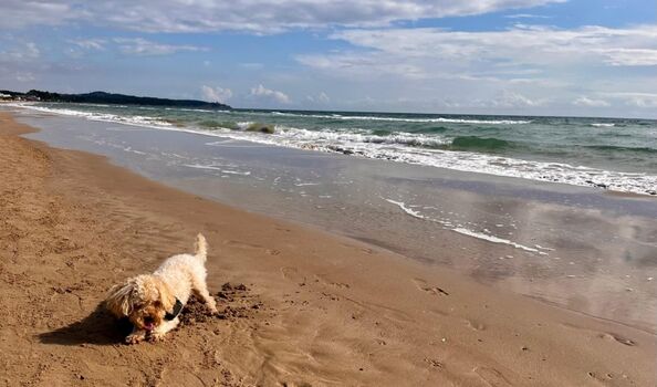 Unser Hund Otto am Strand
