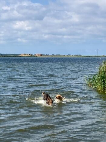 Lissi mit Hundefreund im Stettiner Haff baden
