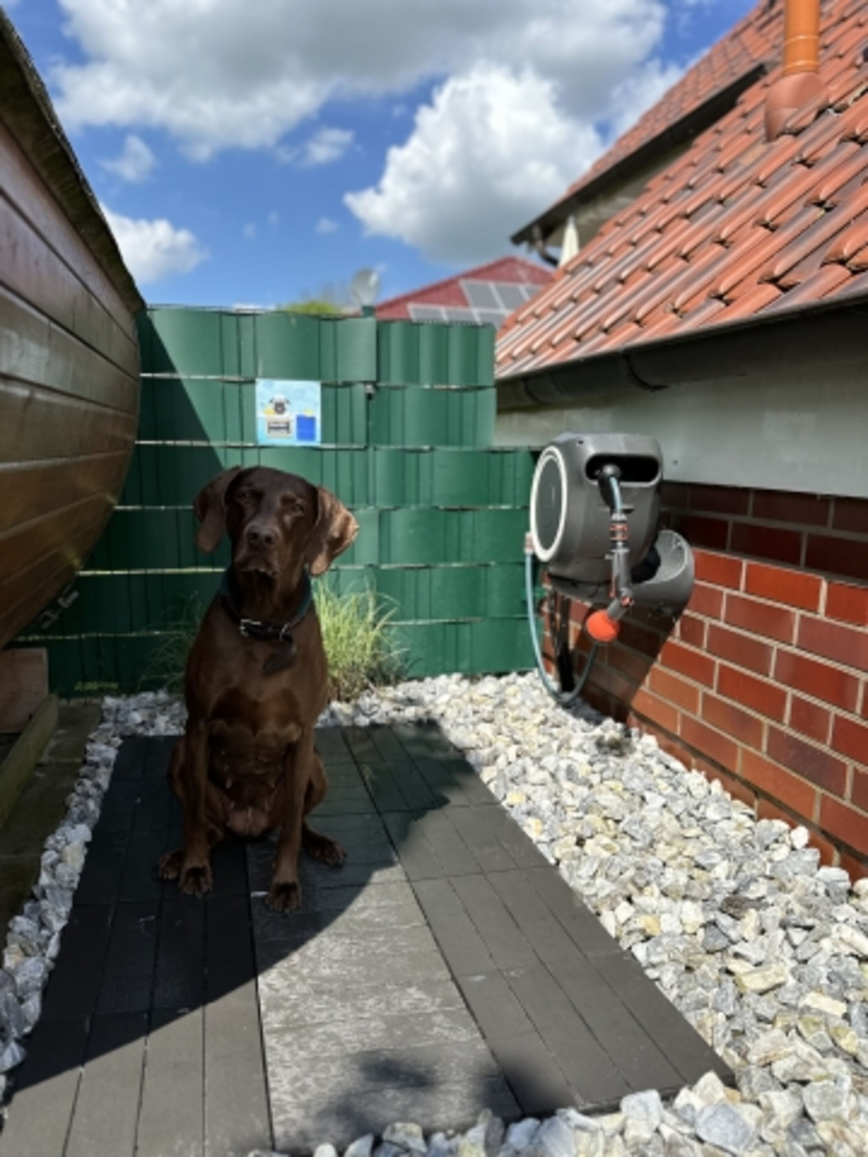 Hundedusche
