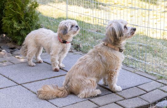 Glückliche Hunde auf der eingezäunten Terrasse