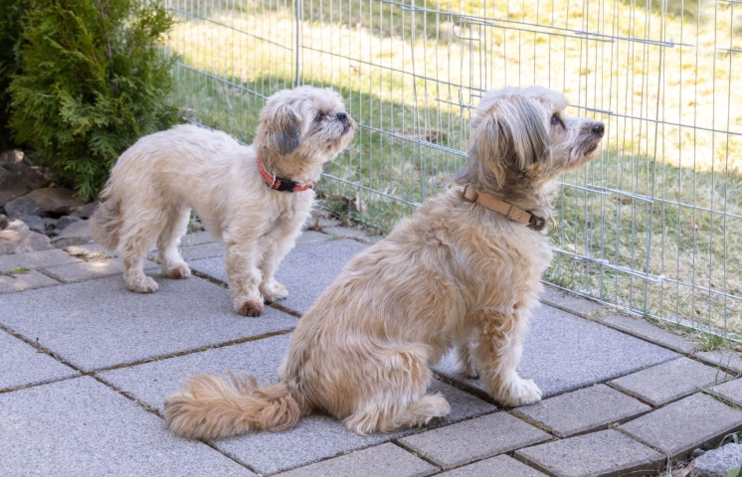 Glückliche Hunde auf der eingezäunten Terrasse