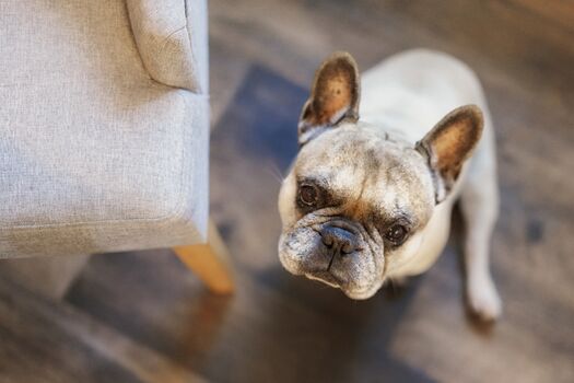 Hundefreundliche Ferienwohnung. Teo begrüßt Sie gerne