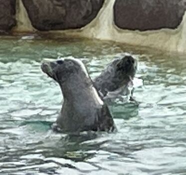 Seehundstation Friedrichskoog