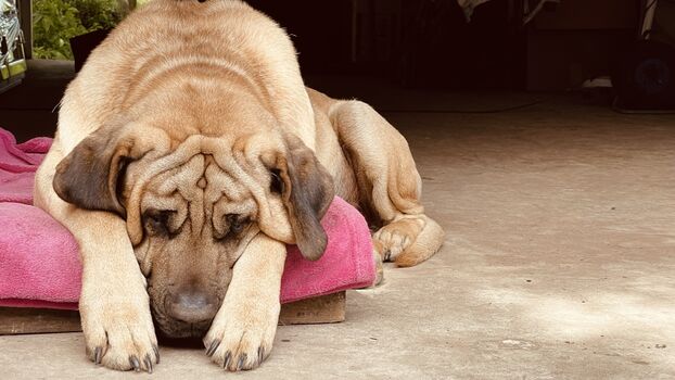 Unser Hofhund Frido - entspannter Typ