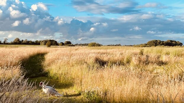 Spaziergänge durch die Wiesenlandschaft