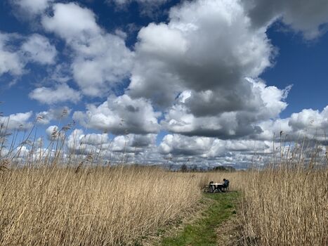 Entspannung im Schilf an der Vogelschutzseenlandschaft