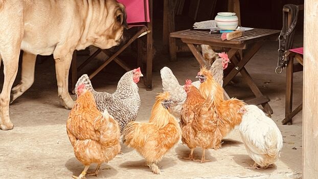 Bunte Mischung unserer Eierdamen