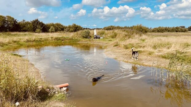 Der Hundeschwimmteich