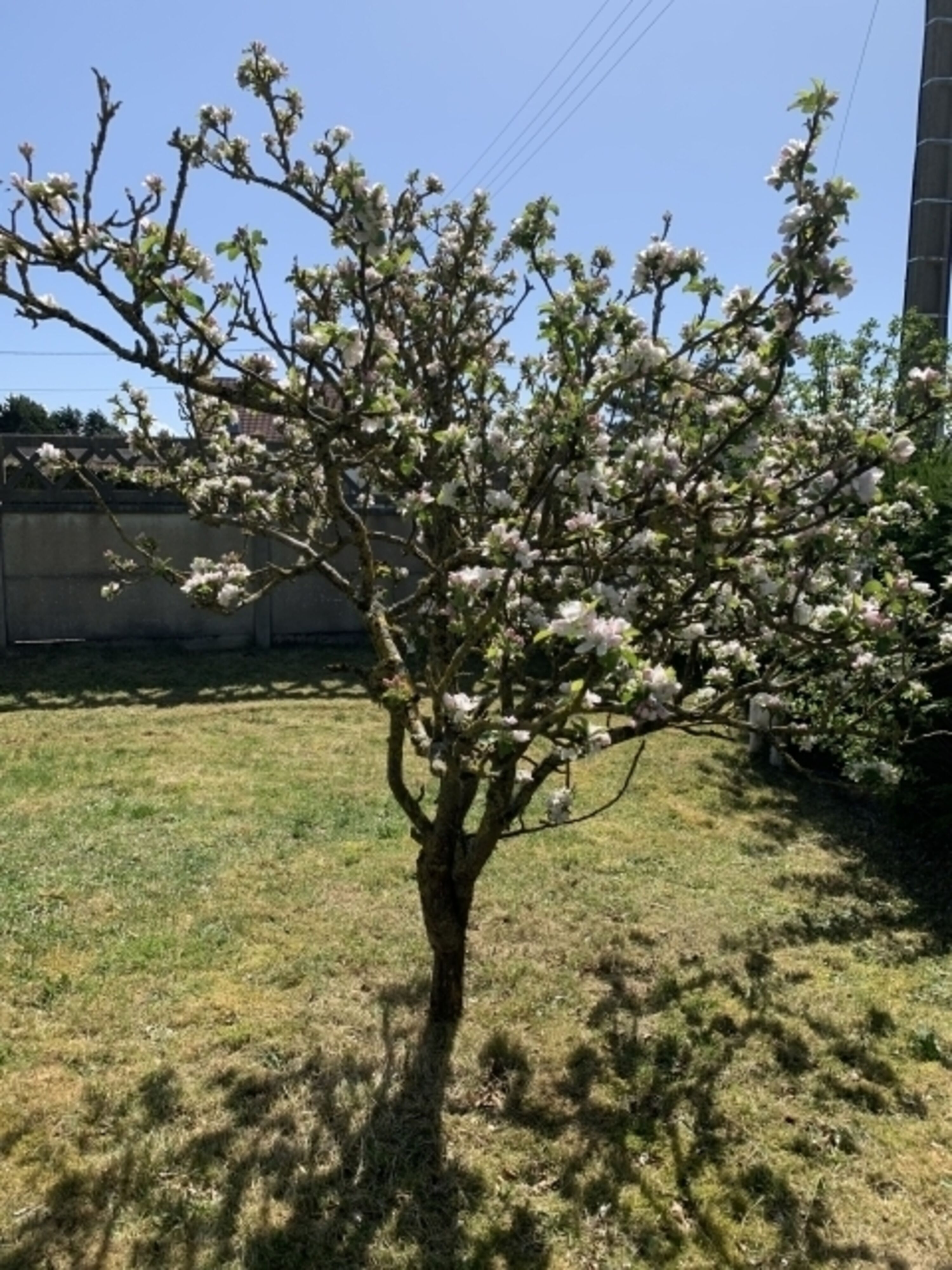 Im Garten blüht es