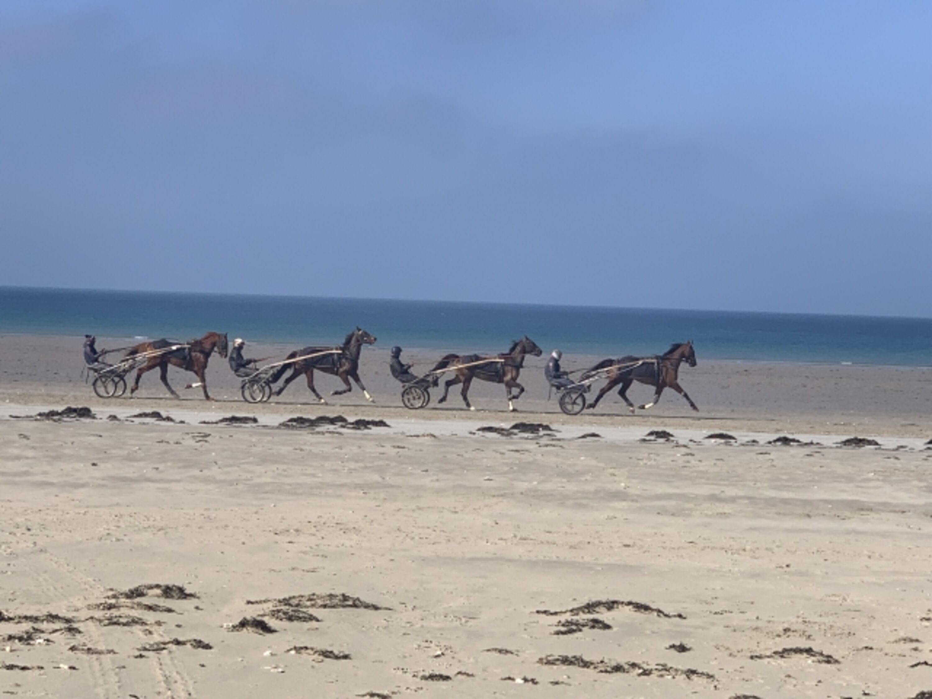 Morgendliches Trabertraining am Strand