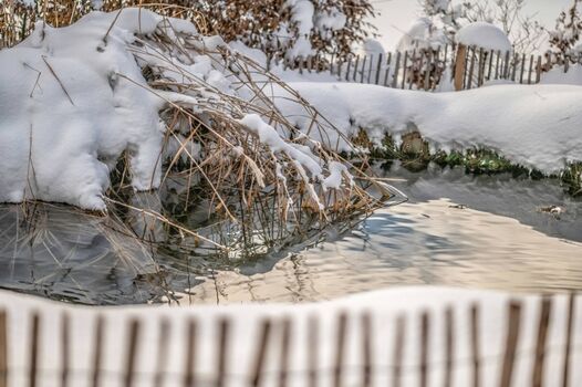 Teich im Winter
