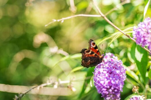 Schmetterlingsflieder vor der Fümf
