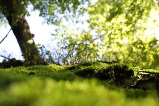 Urlaub im Bayerischen Wald