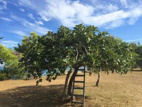 Feigenbäume auf dem Grundstück