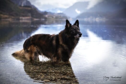 Bademöglichkeit für Hunde