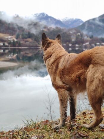 Hund am Ledrosee