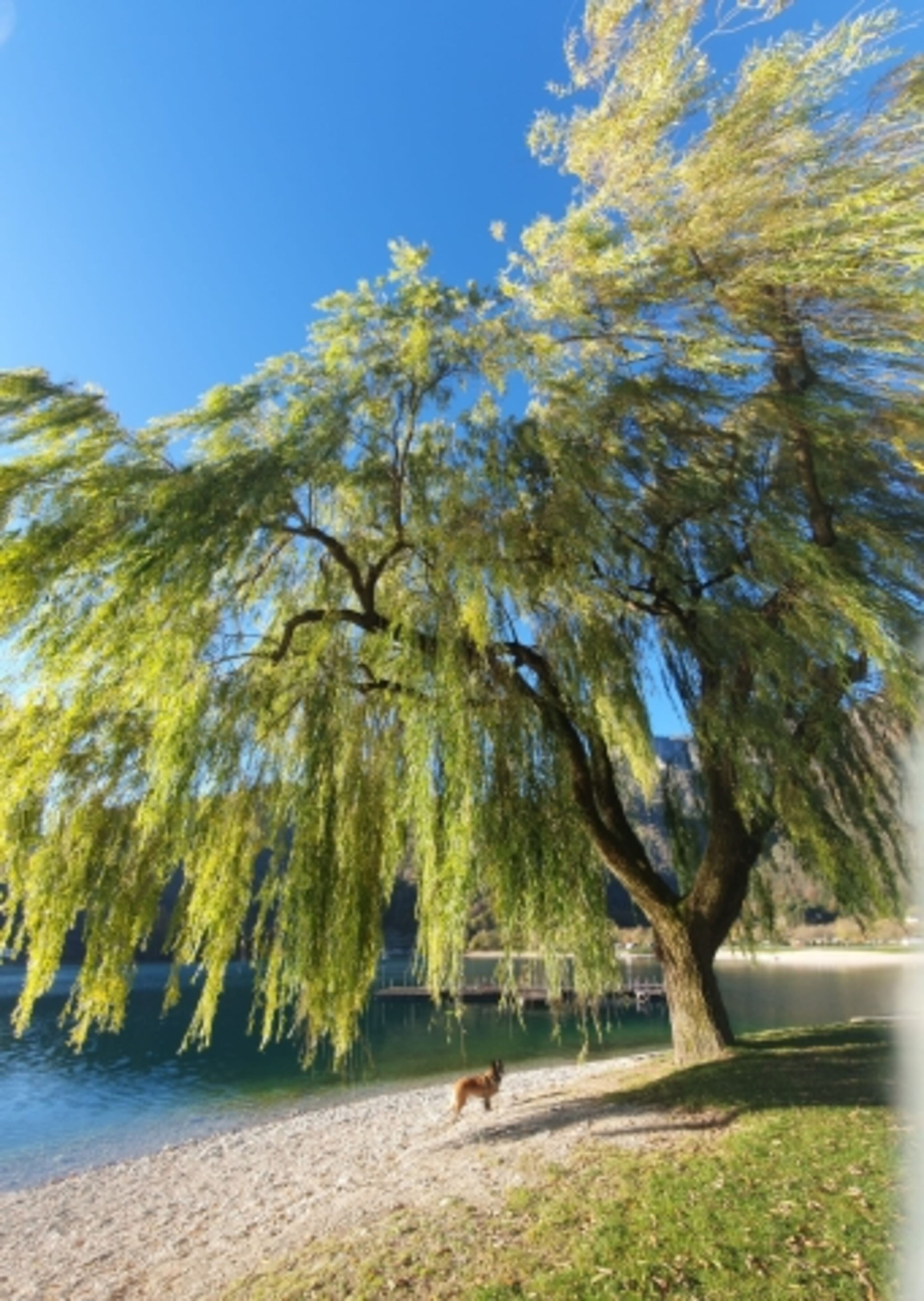Urlaub mit dem Hund