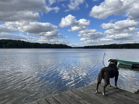 Hunde lieben den See