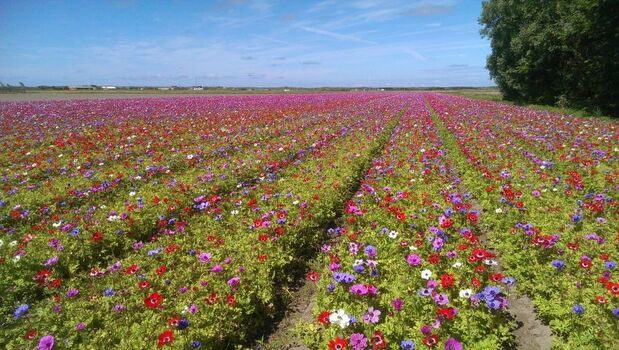 Blumenfelder im Frühjahr