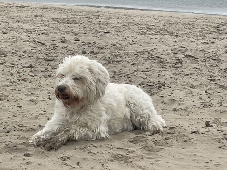 Hundestrand am See