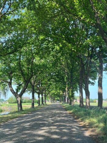 alte Bäume säumen viele Strassen